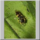 Ectemnius continuus - Grabwespe m01 8mm.jpg